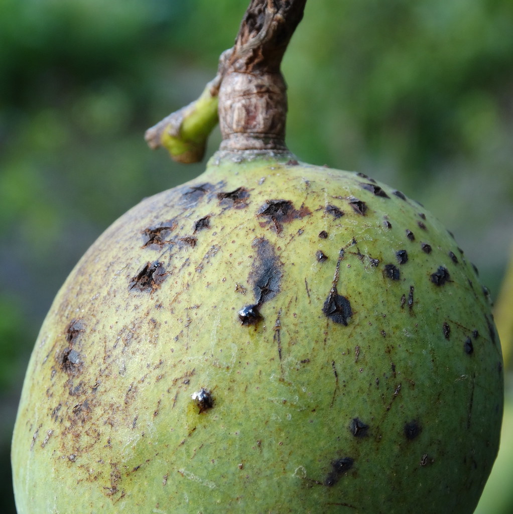 bệnh đốm đen trên xoài