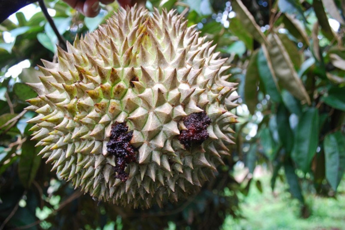 các bệnh trên cây sầu riêng