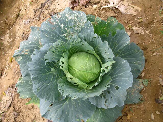 sâu tơ hại bắp cải